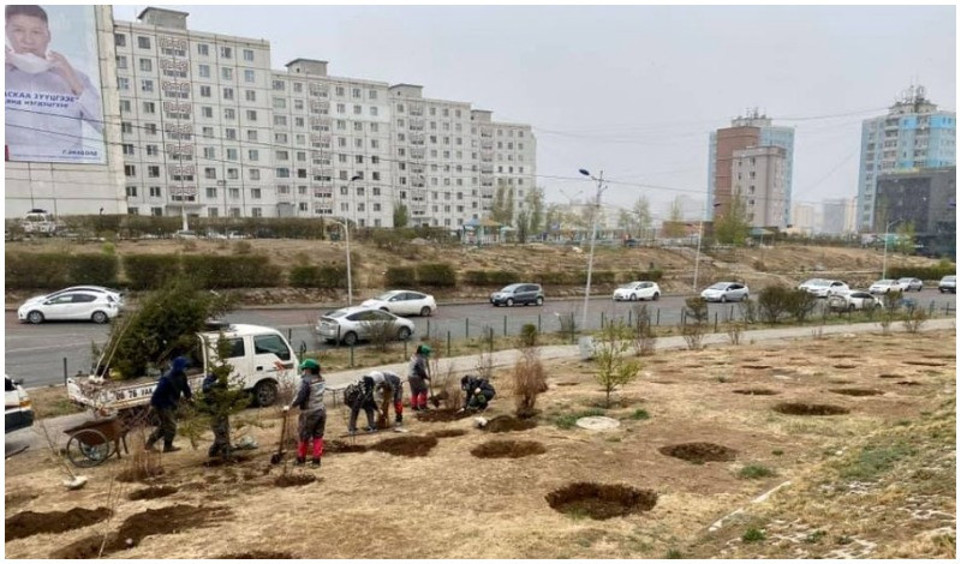 Groves will be planted in 14 locations of Ulaanbaatar city